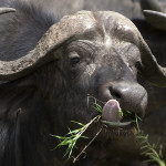 9Cape Buffalo Tongue 1047 copy