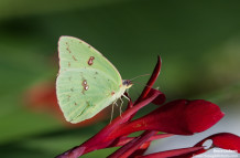 Cape May Butterflies