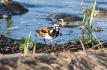 Turnstones and Mating Horseshoes