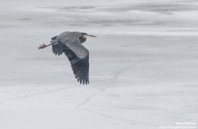 Birds on Ice