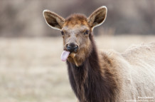 Elk in Elk County PA