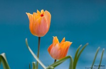 Pretty Tulips