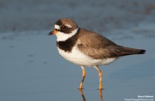 Semipalmated Plovers 