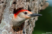 Red Bellied WoodPecker and 600mm
