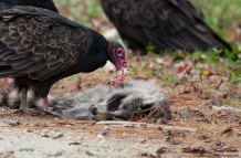 Vulture Dines on Racoon