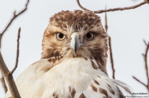 Hawk With An Attitude