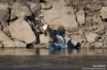 Food Fight!!! Eagle vs. Blue heron