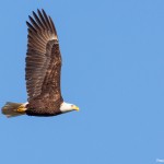 Killer Eagles and Nailing Exposure | Travel Through Pictures . com