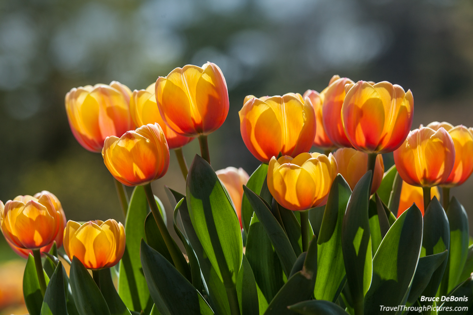 Pretty Tulips…Watch Your Background | Travel Through Pictures . com