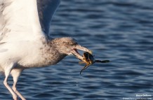 Gull vs Crab – First 500mm Lens Shots
